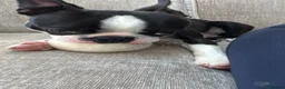 Boston Terrier dogs for sale: 8 month old male pure Boston - Advert 5