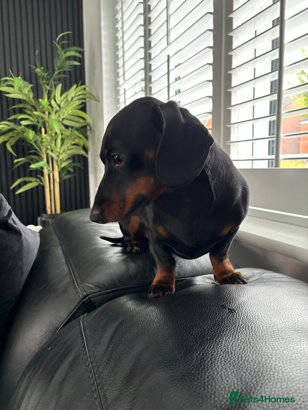 Miniature Dachshund dogs for stud: Proven Stud Black & Tan Miniature Dachshund Stud in Durham - Advert 3