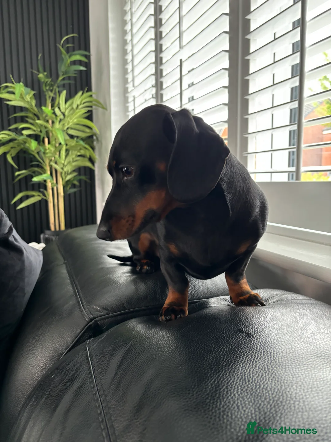 Miniature Dachshund dogs for stud: Proven Stud Black & Tan Miniature Dachshund Stud in Durham - Advert 3