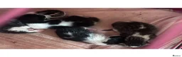 Mixed Breed cats for sale: 4 beautiful oriental x Maine coon kittens  - Advert 2
