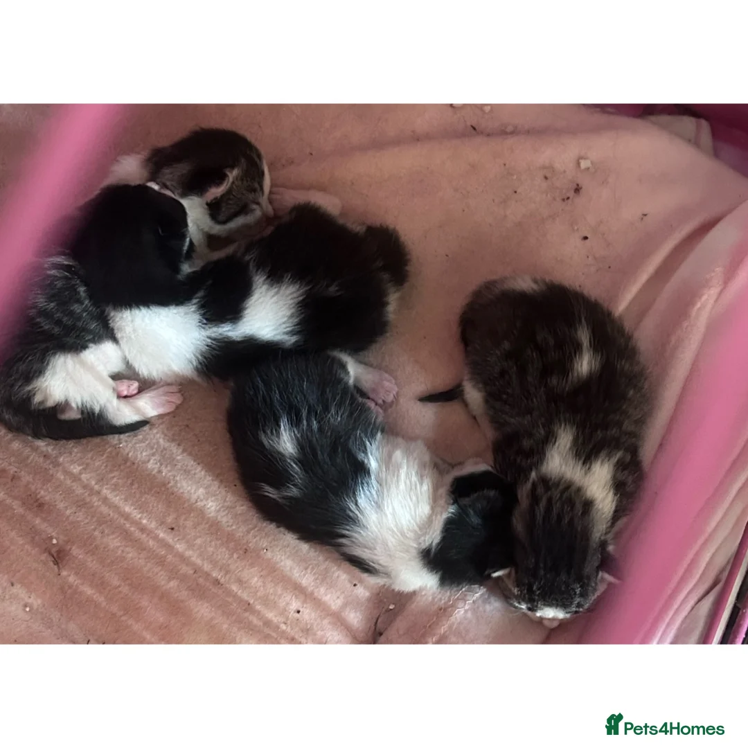 Mixed Breed cats for sale: 4 beautiful oriental x Maine coon kittens  - Advert 2