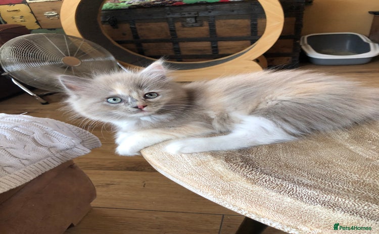 Ragdoll cats - Advert 18
