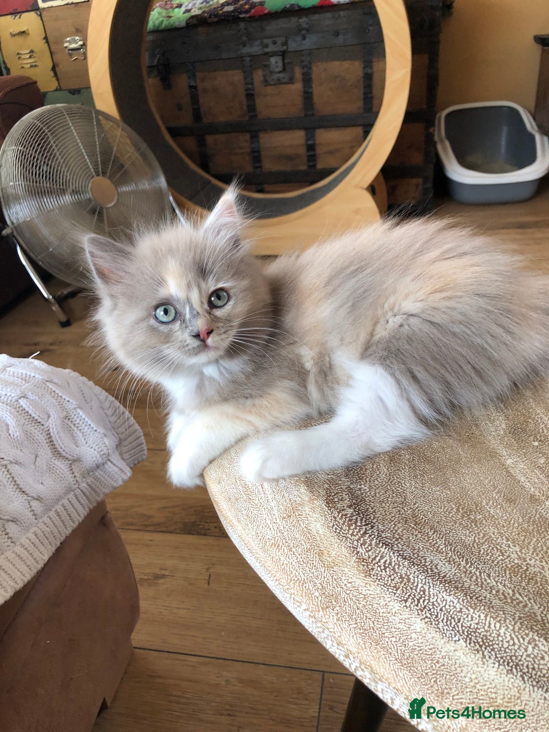 Ragdoll cats for sale: Tica Mink & Sepia Cherubim Ragdoll kittens. 2girls - Image 1