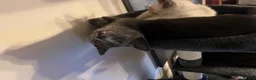 Oriental cats for sale: 9 STUNNING KITTENS - PLEASE READ DESCRIPTION!! - Advert 16