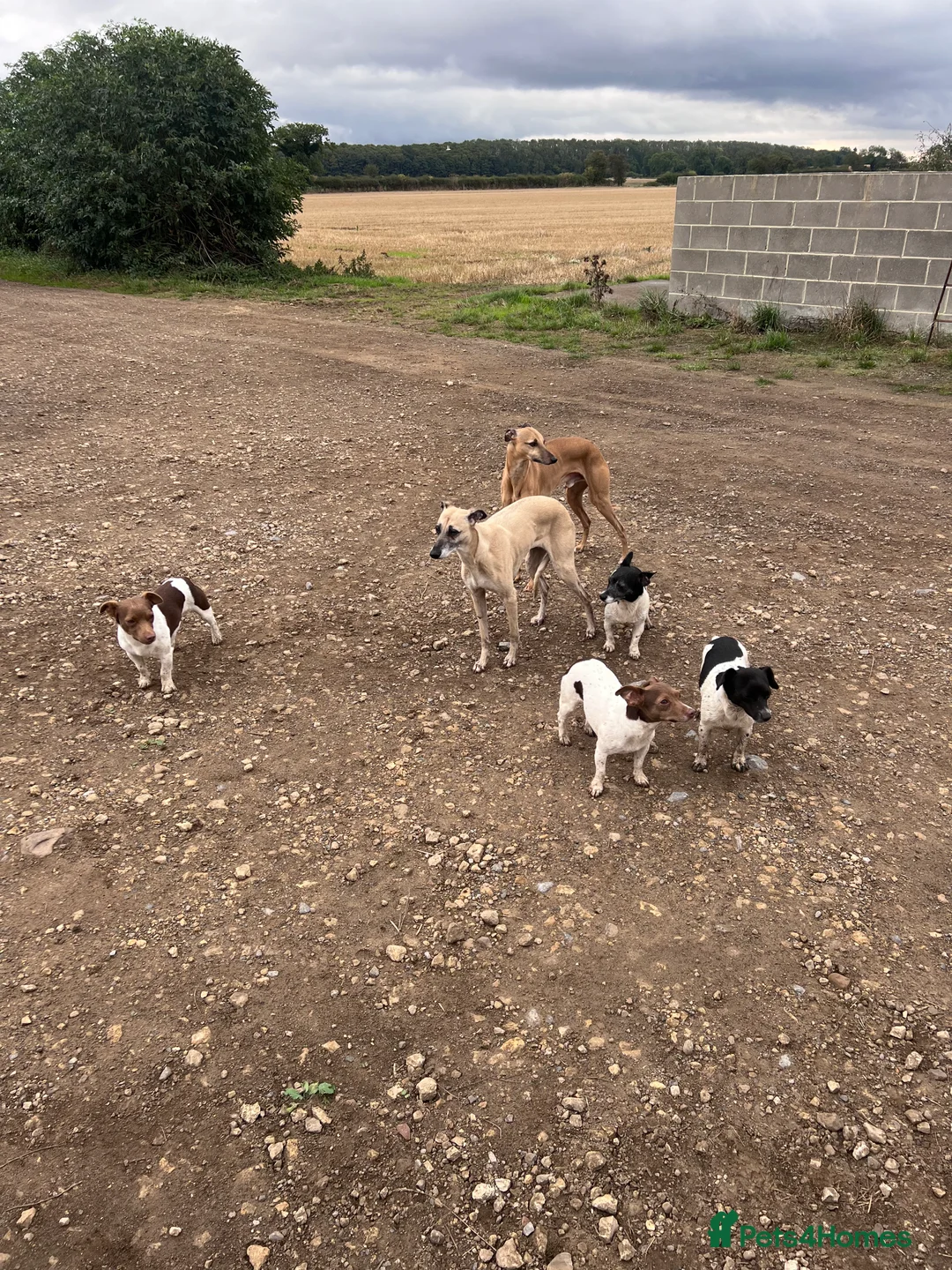 Jack Russell dogs for stud: Miniature jack Russell  in Leeds - Advert 12