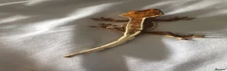 Gecko reptiles for sale: Baby gargoyle geckos and baby cresties lilys etx - Advert 22