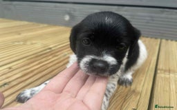 Mixed Breed dogs for sale: Stunning jackapoo x cocapoo puppies - Image 32