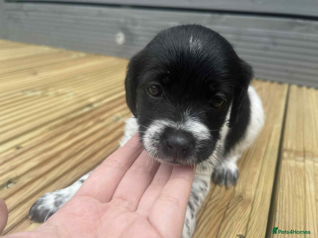 Mixed Breed dogs for sale: Stunning jackapoo x cocapoo puppies - Image 32