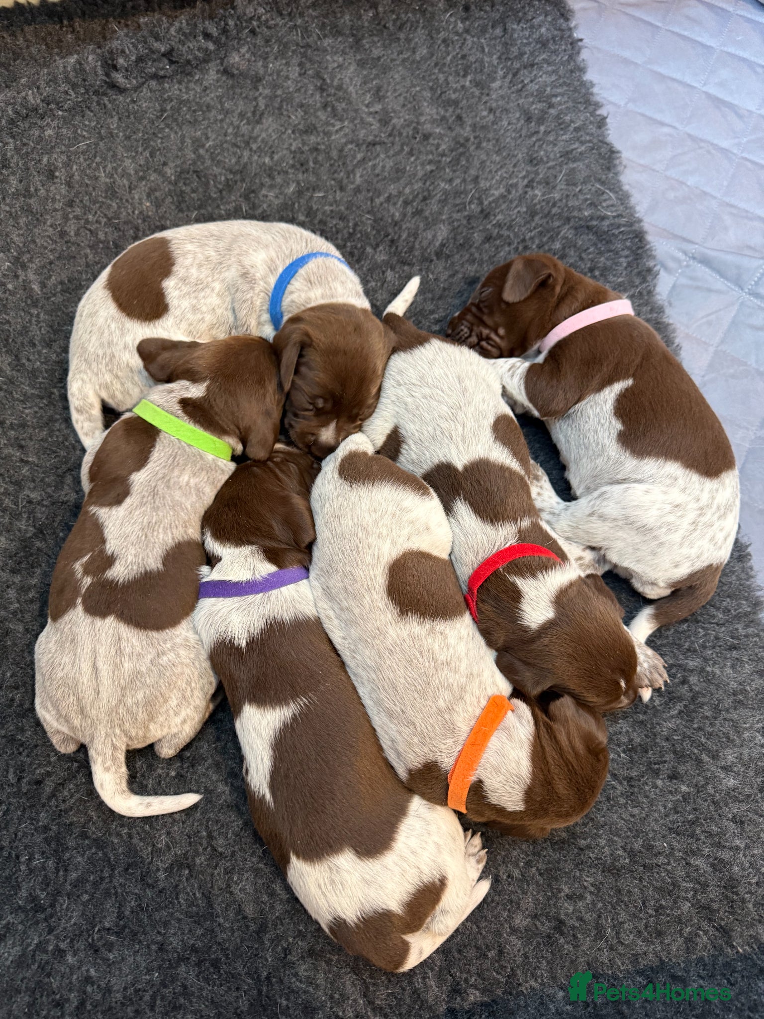 German Shorthaired Pointer dogs Stunning German Shorthaired Pointer Pups KC Reg'd - Advert 8