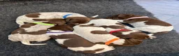 German Shorthaired Pointer dogs for sale: Stunning German Shorthaired Pointer Pups KC Reg'd - Advert 2