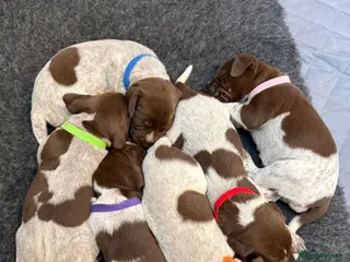 German Shorthaired Pointer dogs Stunning German Shorthaired Pointer Pups KC Reg'd - Advert 6