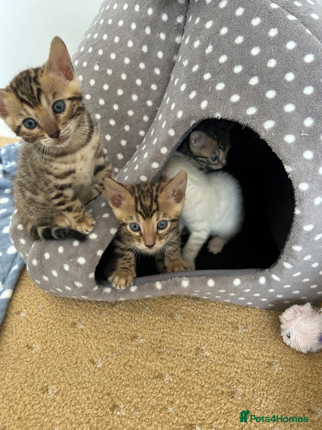 Bengal cats for sale: Bengal kittens - Advert 1