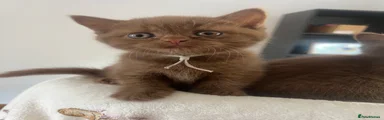 British Shorthair 2