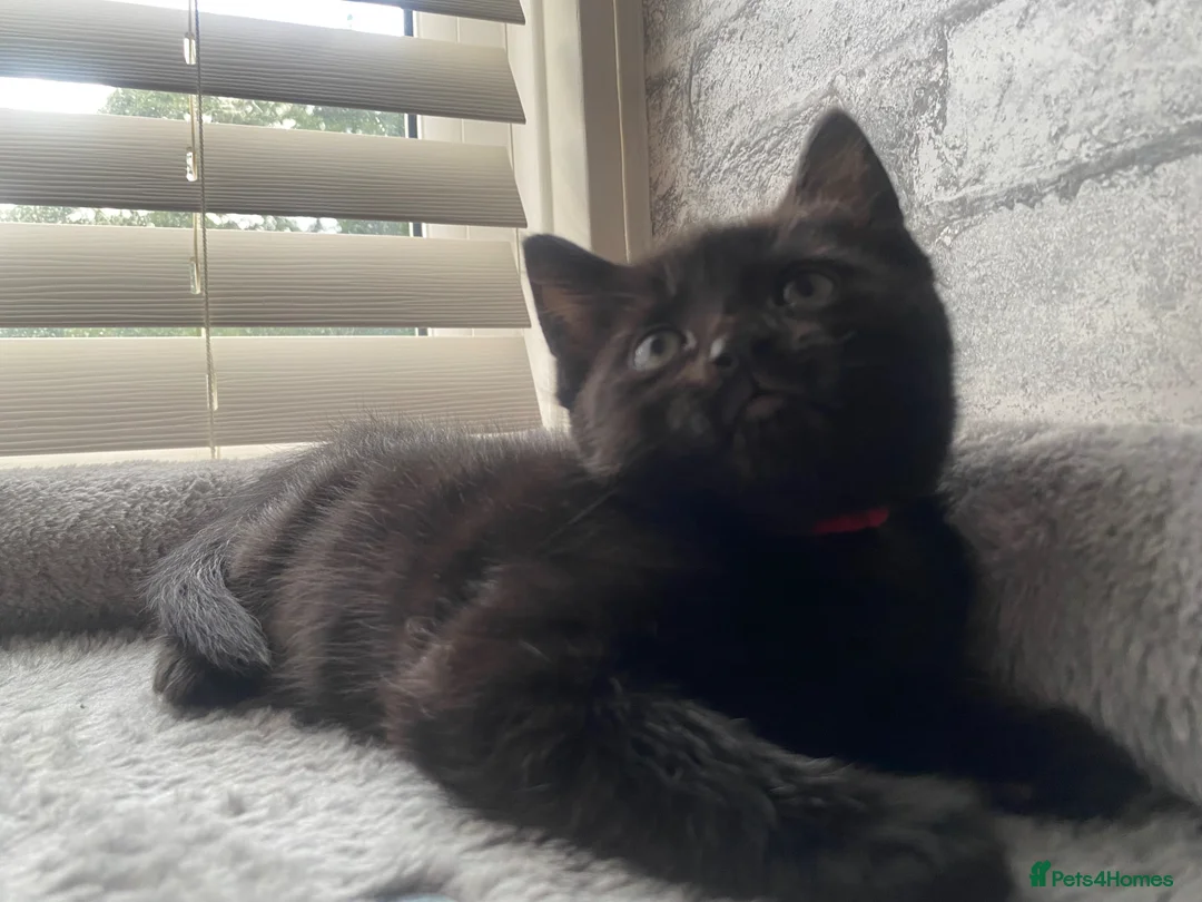 Mixed Breed cats for sale: Beautiful Black Kittens 🐾 - Advert 1