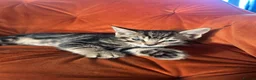 Mixed Breed cats for sale: Kittens ready for their forever homes! - Advert 7