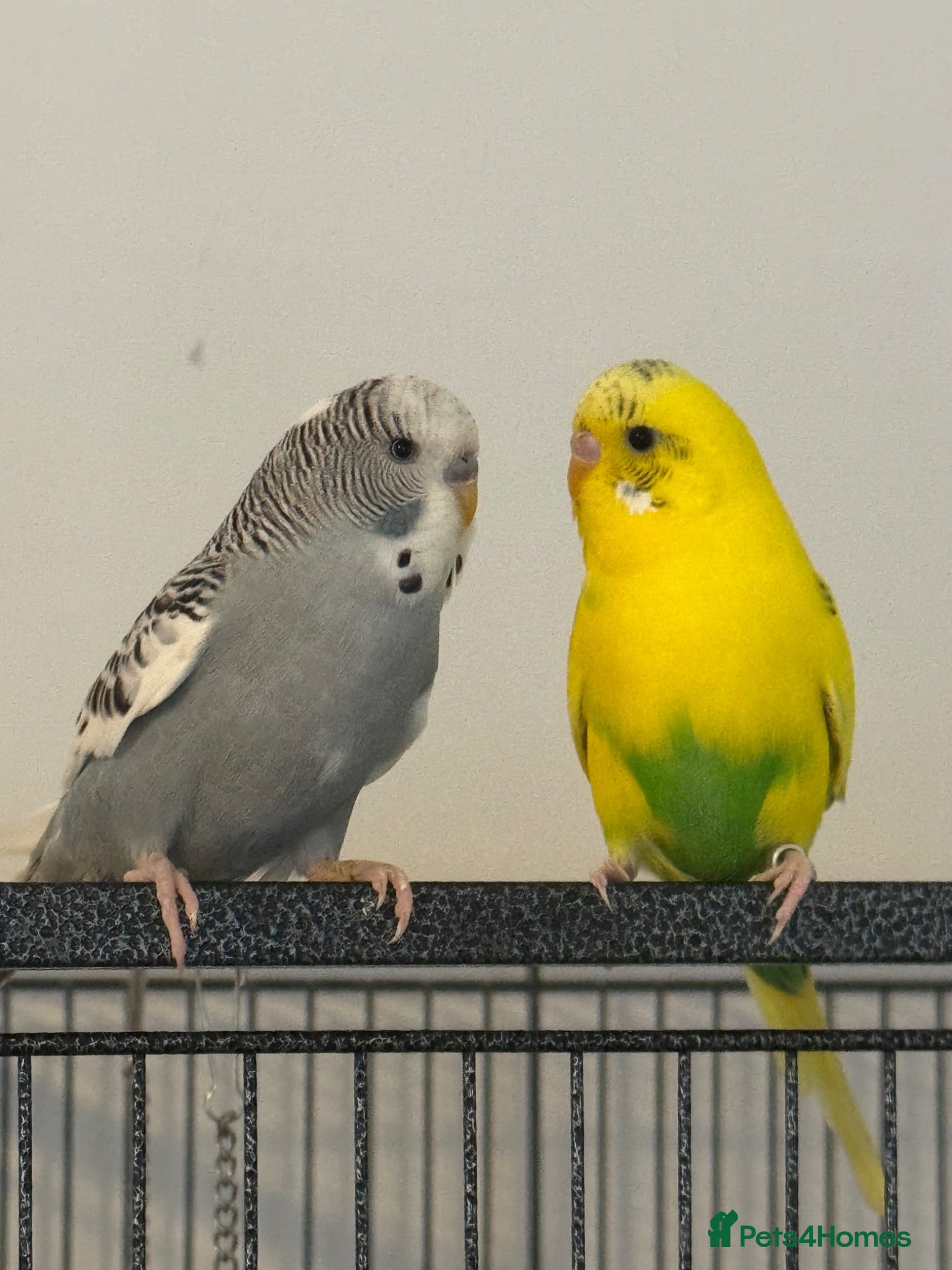 Budgerigars birds Budgies - Advert 13