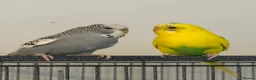 Budgerigars birds for sale: Budgies in Peterborough - Advert 1