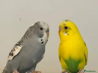 Budgerigars birds Budgies pair - Advert 1