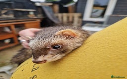 Ferret rodents for sale: Ferret kits mixed litter  - Image 6