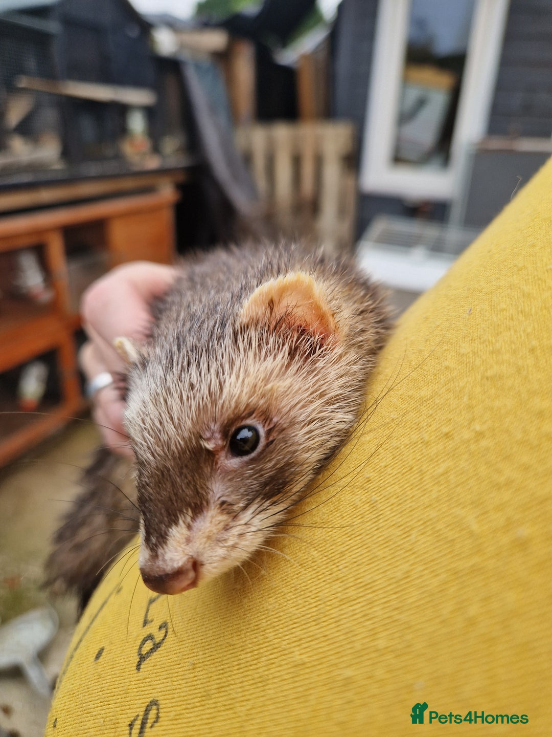 Ferret rodents for sale: Ferret kits mixed litter  - Image 6