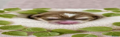 Puppy 5
