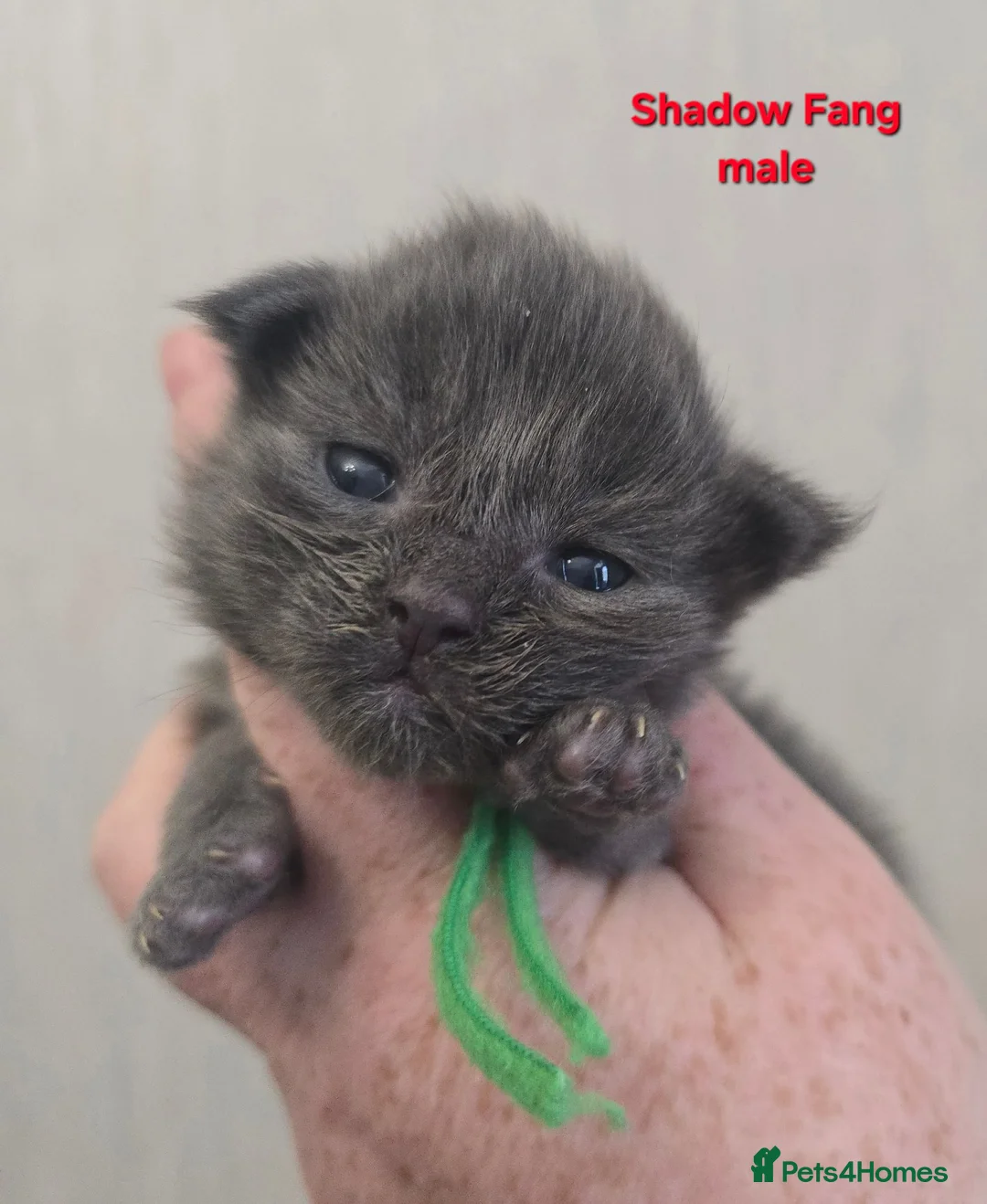 Maine Coon cats for sale: Blue & Blue Smoke Maine Coon Kittens Stunning Tica - Advert 34