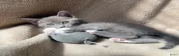 Mixed Breed cats for sale: Mixed breed Russian blue kitten - Advert 5