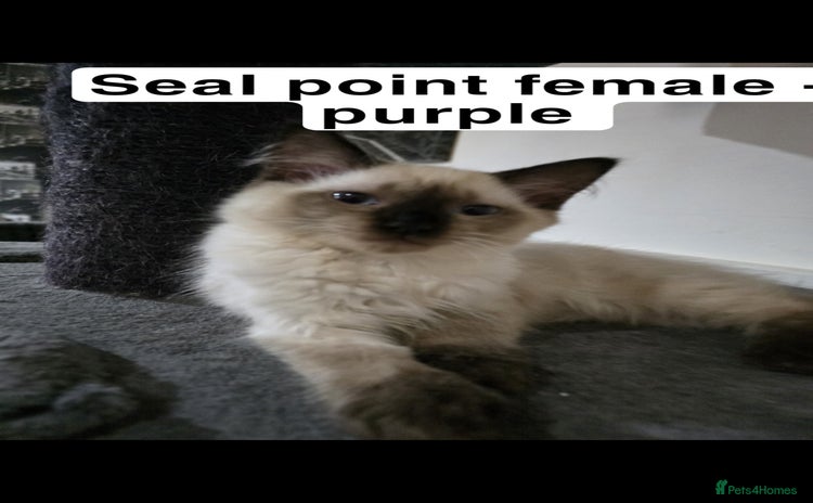 Ragdoll cats - Advert 10