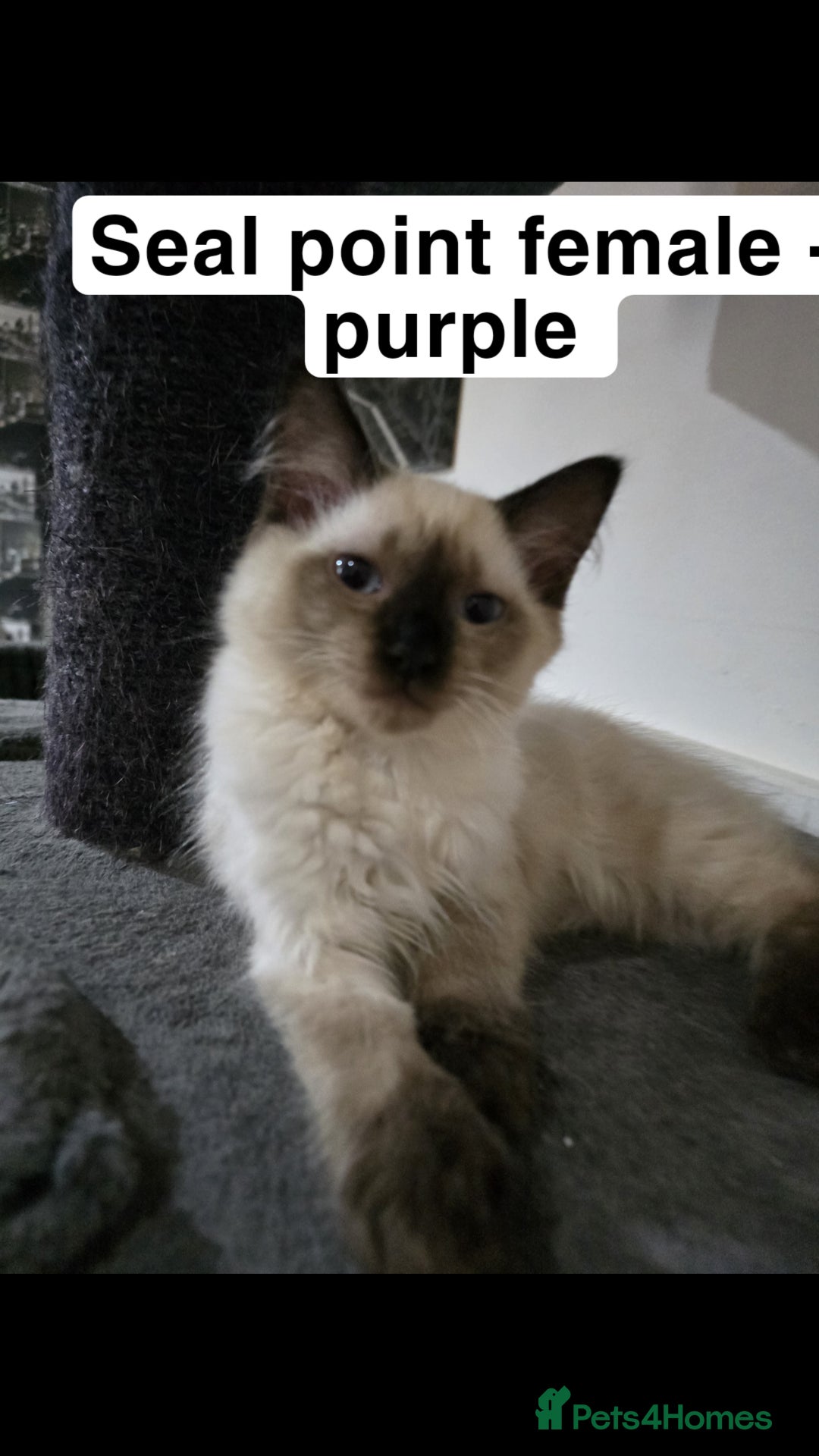 Ragdoll cats for sale: 3 beautiful ragdolls seal point/tabby point - Image 1