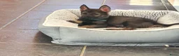 German Shepherd dogs for sale: German shepherd  - Advert 3