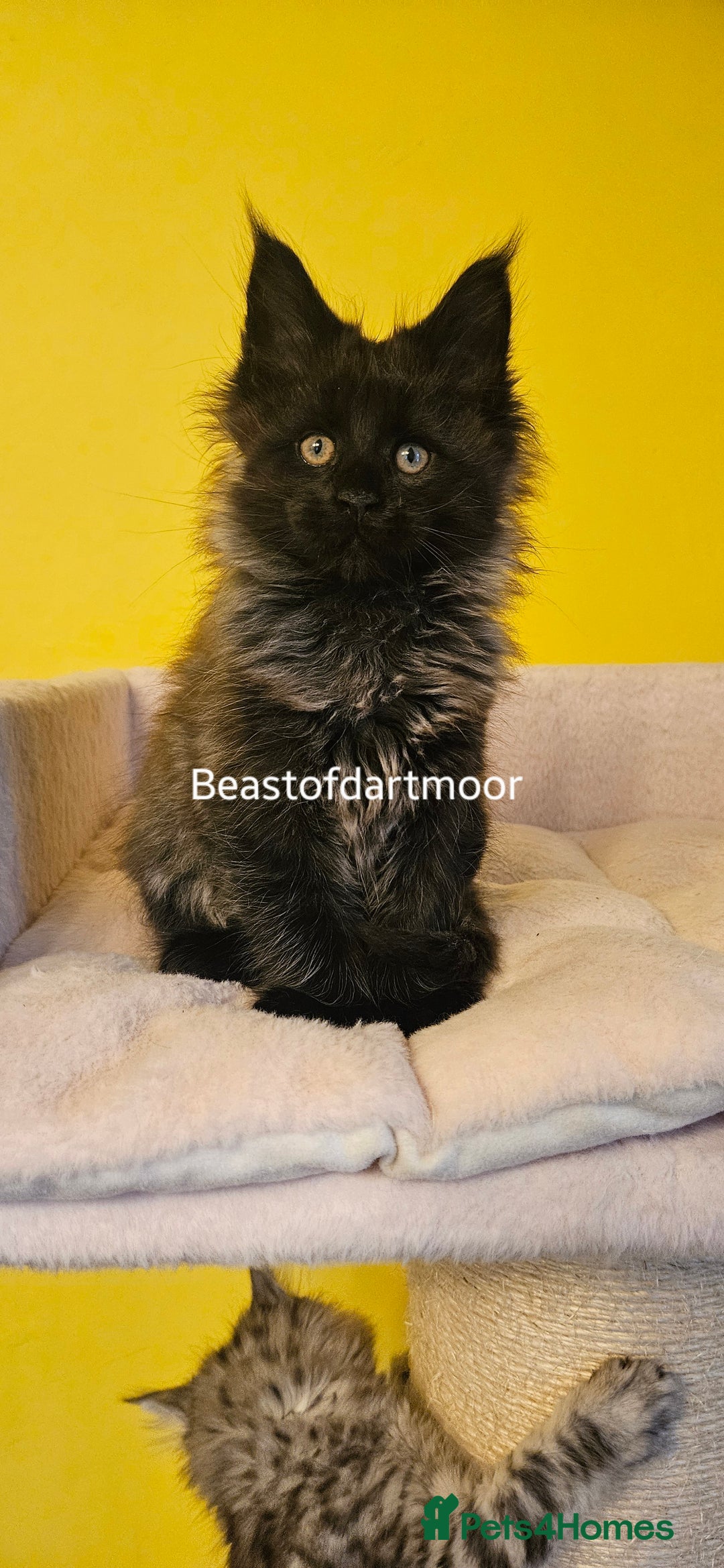Maine Coon cats for sale: TICA Registered Maine Coon Kittens  - Advert 9