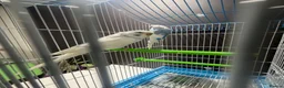 Budgerigars birds for sale: Few pair of budgies with cage  - Advert 6