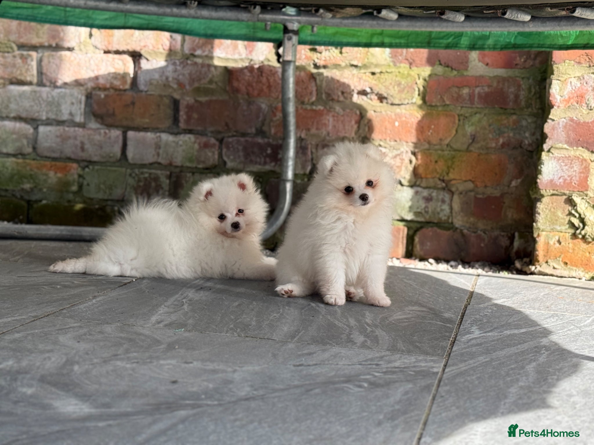 Pomeranian dogs Kc reg 2 girls. Russian import parents - Advert 7