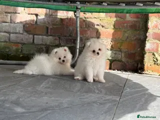 Pomeranian dogs Kc reg 2 girls. Russian import parents - Advert 7