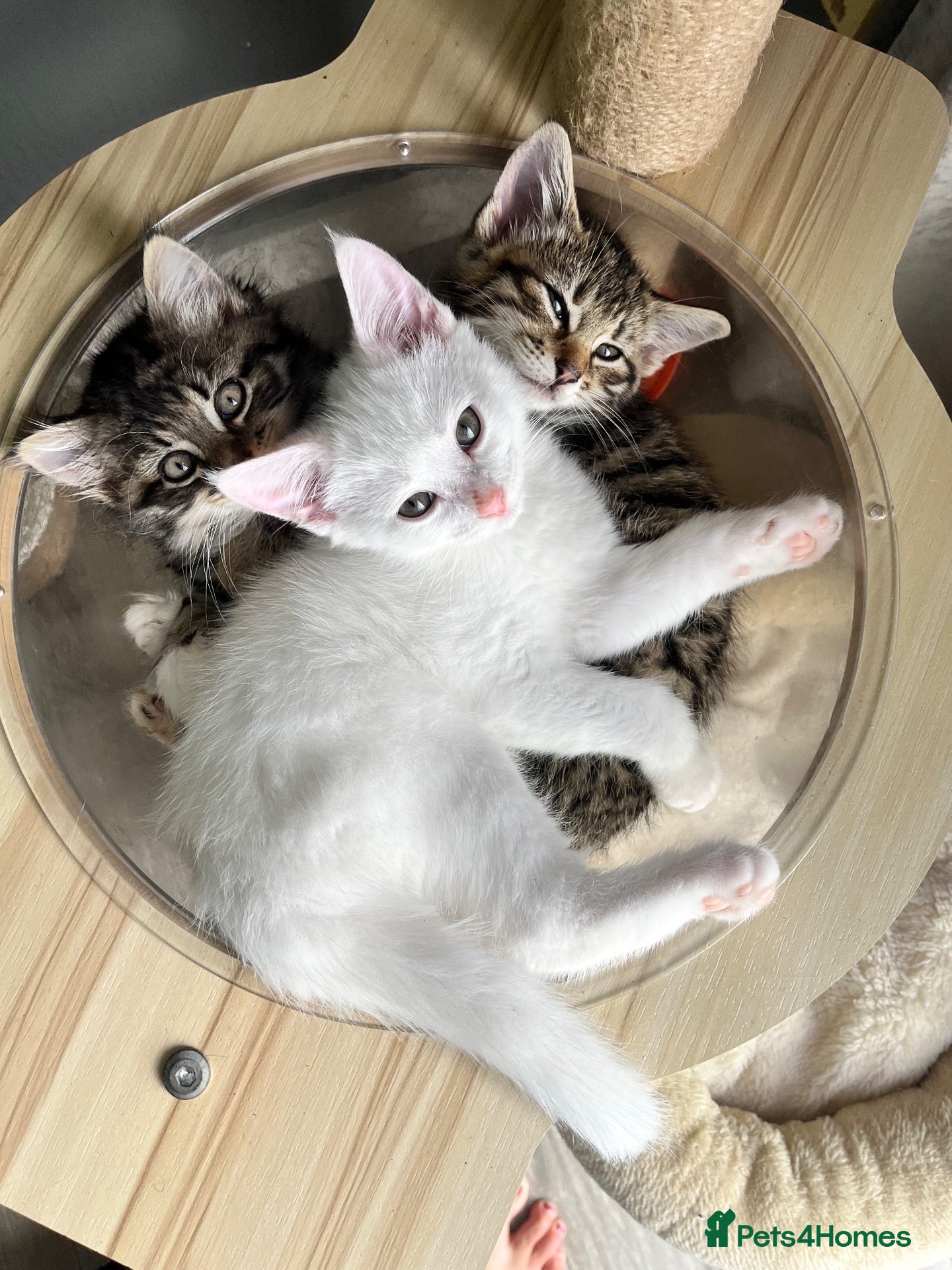 Turkish Angora cats Four Adorable Kittens!  - Advert 2