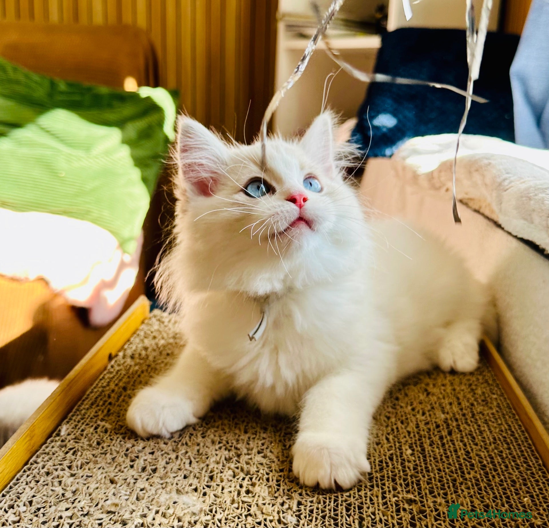 Ragdoll cats READY NOW — BEAUTIFUL RAGDOLL KITTENS - Advert 18