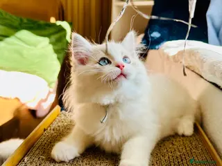 Ragdoll cats READY NOW — BEAUTIFUL RAGDOLL KITTENS - Advert 18