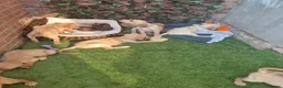 Goldador dogs for sale: Gorgeous F1 Goldador puppies from excellent lines - Advert 7