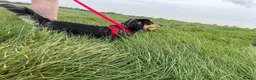 Miniature Dachshund dogs for stud: Odin: silver dapple tan miniature dachshund  in Hull - Advert 7