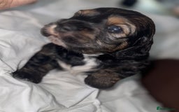 Cockapoo dogs for sale: black sable cockapoo girl  - Advert 28