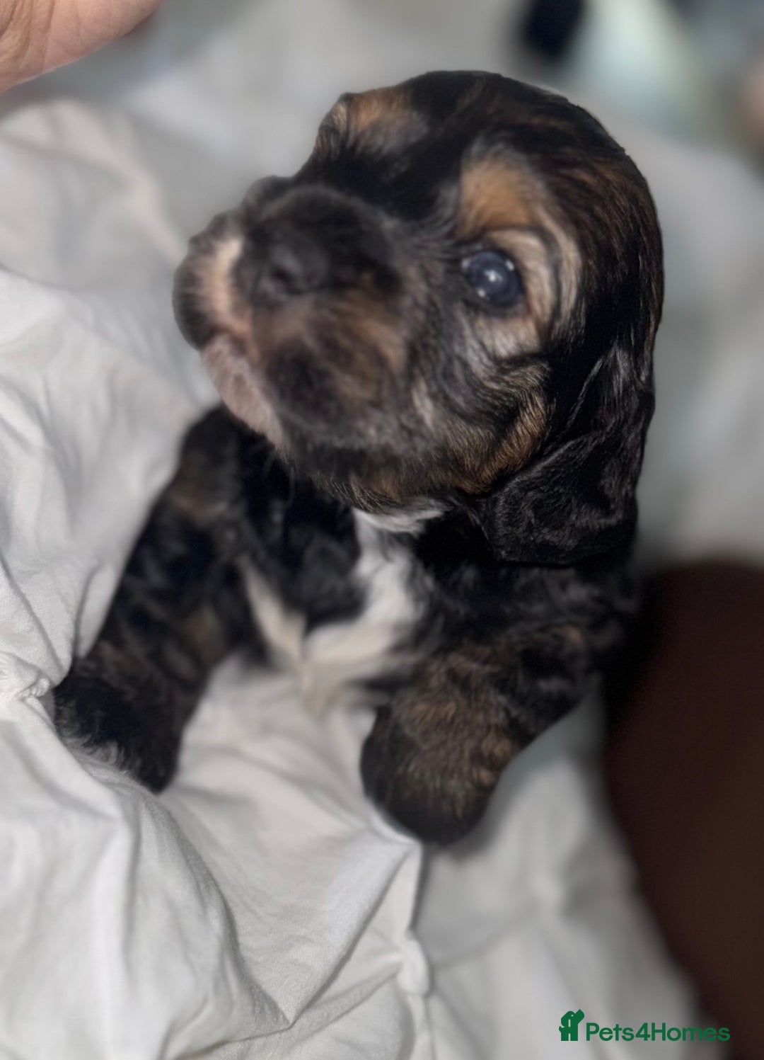 Cockapoo dogs for sale: black sable cockapoo girl  - Advert 28