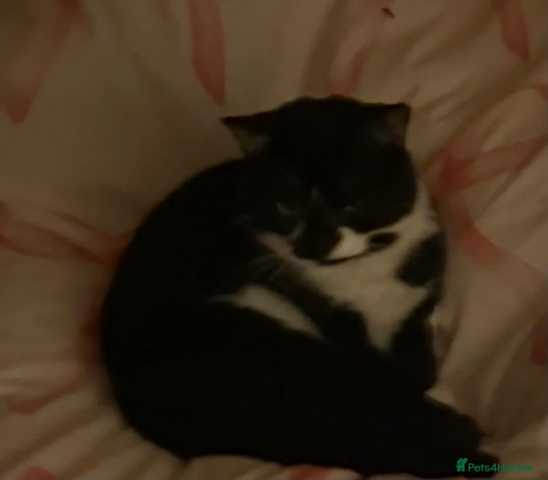 Mixed Breed cats for sale: Black and white max  - Advert 2