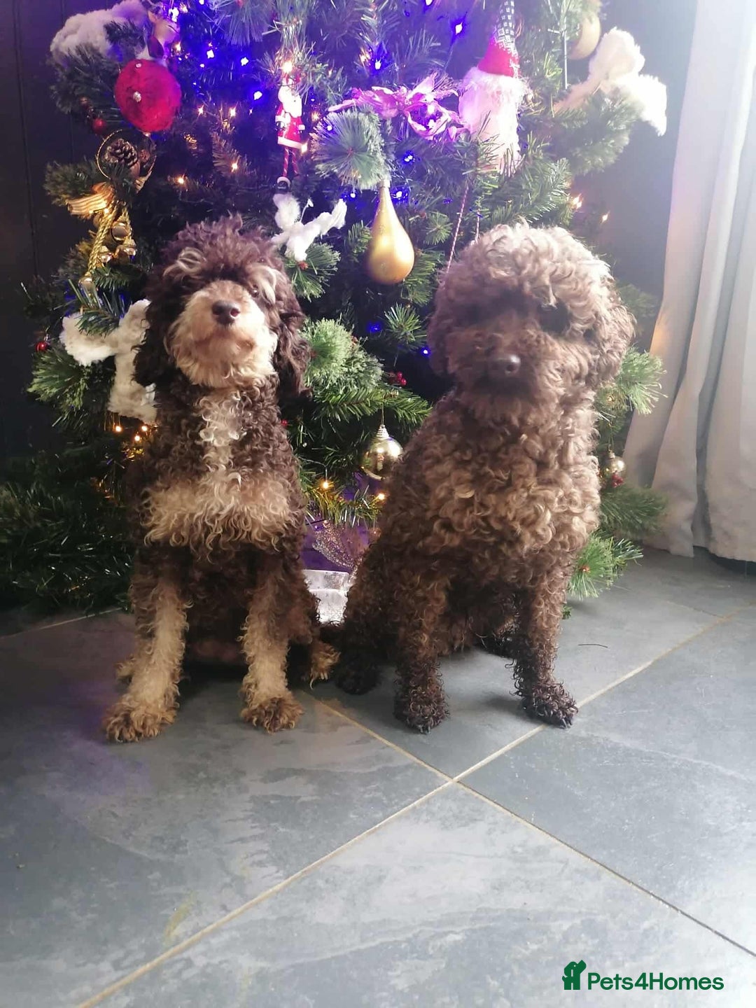 Miniature Poodle dogs for sale: One wee boy 💙READY NOW  - Advert 2