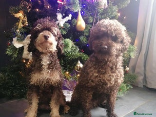 Miniature Poodle dogs Miniture poodle babies - Advert 2