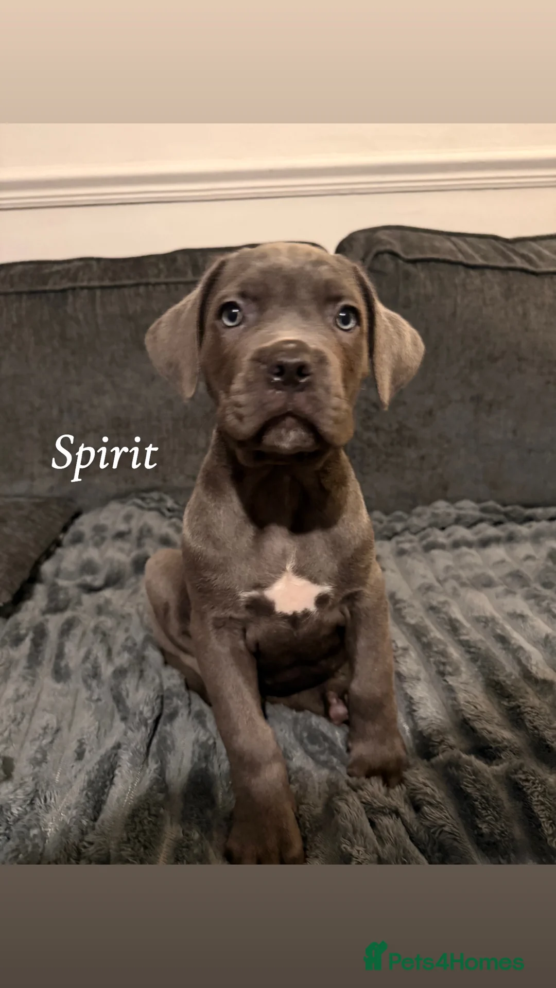 Cane Corso dogs for sale: Blue/lilac cane corsos  - Advert 7