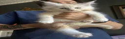 Maine Coon cats for sale: XL TICA REG CHUNKY ACTIVE BOYS READY END OCT - Advert 9