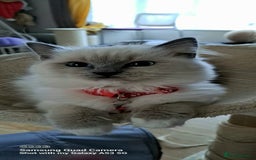 Ragdoll cats for sale: GCCF REG 6 fluffy kittens - Image 8