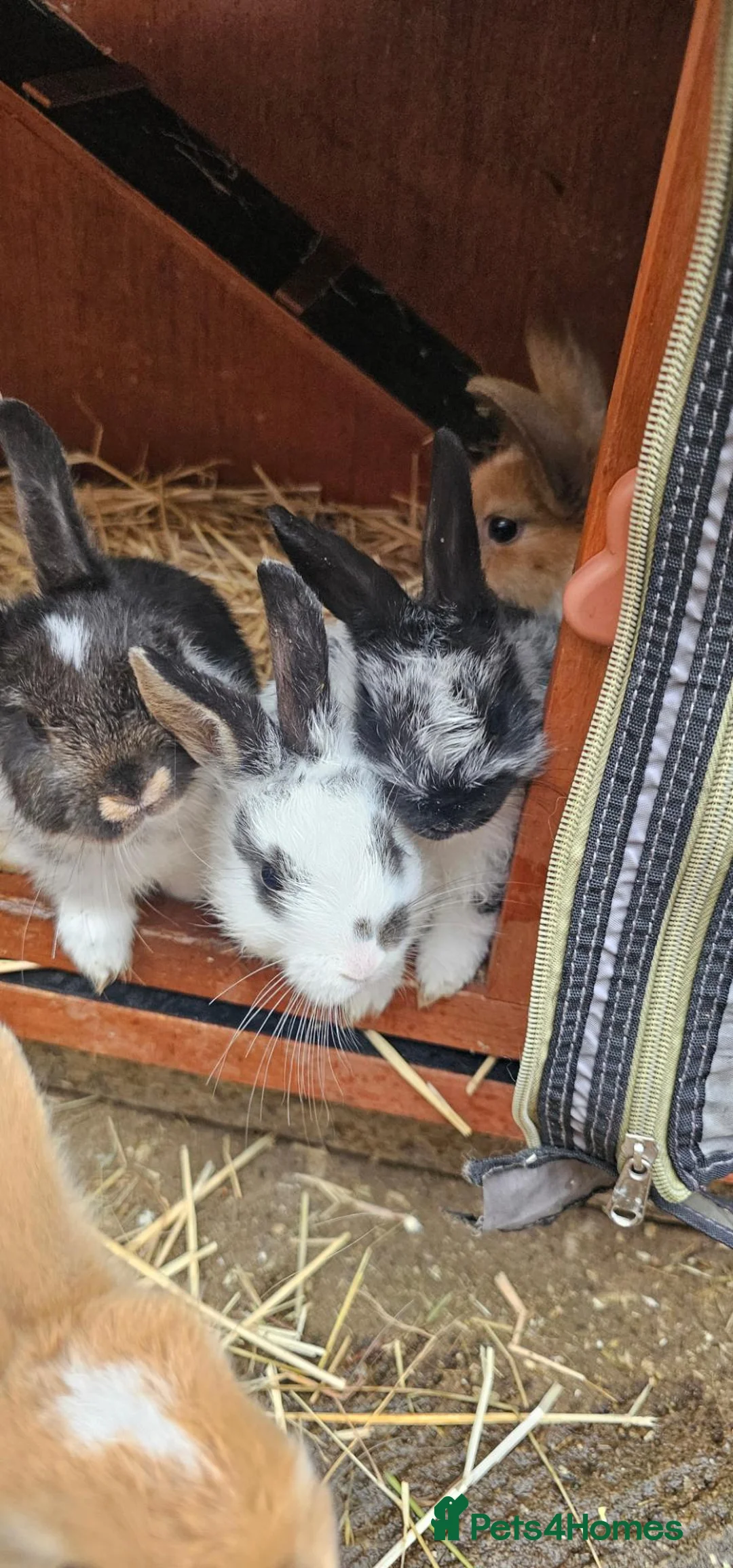 Mixed Breed rabbits for sale: Mini lop x Netherlands dwarf - Advert 2