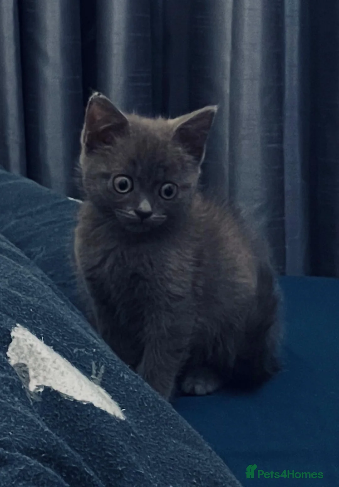 Mixed Breed cats for sale: British shorthair cross in Rugeley - Advert 1