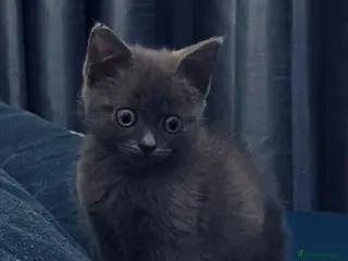 Mixed Breed cats British shorthair cross - Advert 2